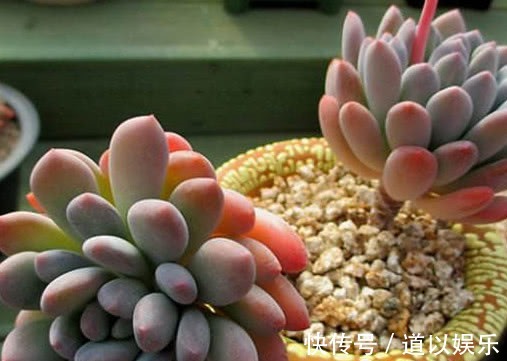 叶插|多肉灯美人如何叶插,教你3个小步骤,叶插灯美人快速生根更旺盛