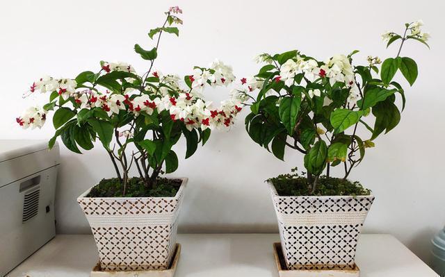 九龙吐珠|新型观赏花木,夏季盛花,容易成花墙,皮实好养,室内盆栽也可以