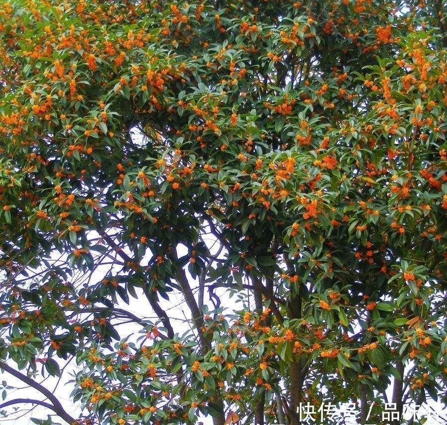 种树|院子里不要乱种树,这6种树不仅能添福旺宅,还能招财纳福