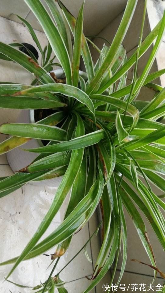 冬天容易黄叶的植物，不注意整盆都变黄，究竟哪里犯了错