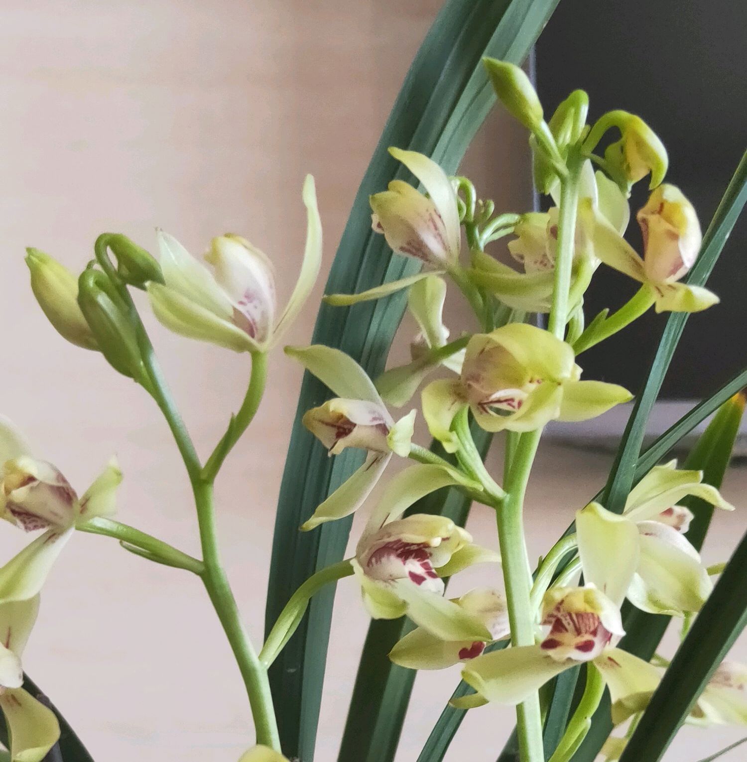 秋老虎|养兰花要注意秋老虎,一不小心根部就发黑,发黑原因和解决方法