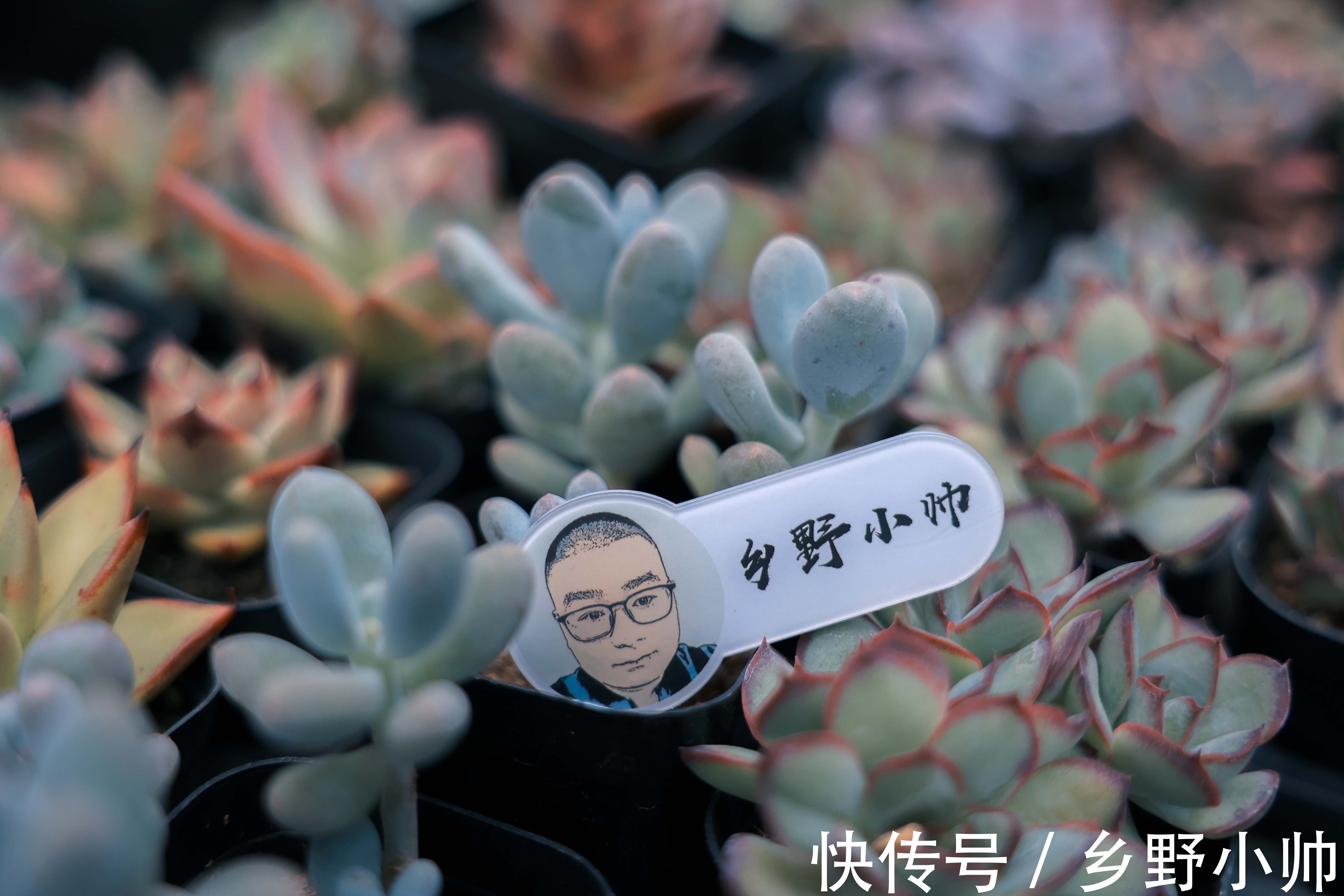 小帅|熬过了盛夏，迎来了初秋，养多肉自得其乐
