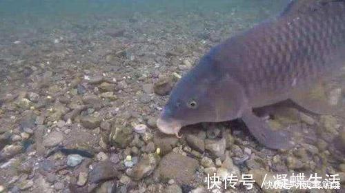 野钓河里鱼真多，就是不吃饵，有些情况就是钓鱼人自己造成的