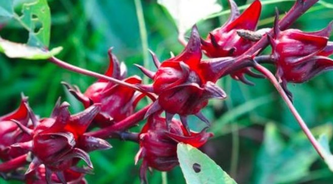 核桃|好食物吃出好身体，女性坚持吃3物，延缓衰老，皱纹淡了，体质好