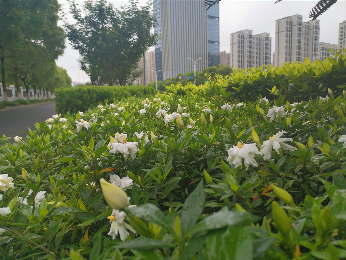 吉安|美丽吉安:吉州大道栀子花开 洁白如雪