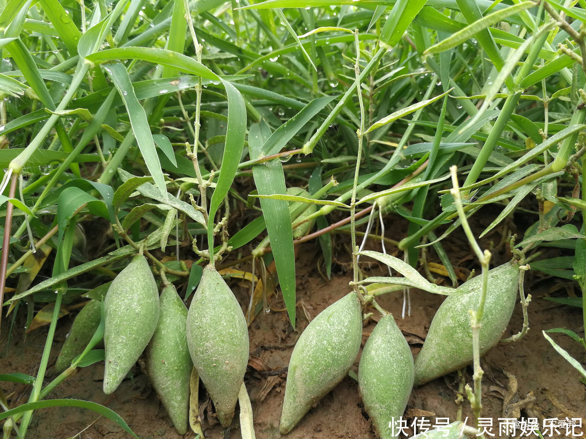 野果|这种“瓜”长相很是奇特,如今市场上卖的相当贵!你哪还有吗?