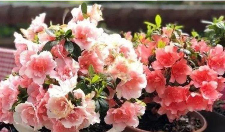 4种花便宜又好养,10元2盆,天天赏花,层层交叠,烂漫迷人眼