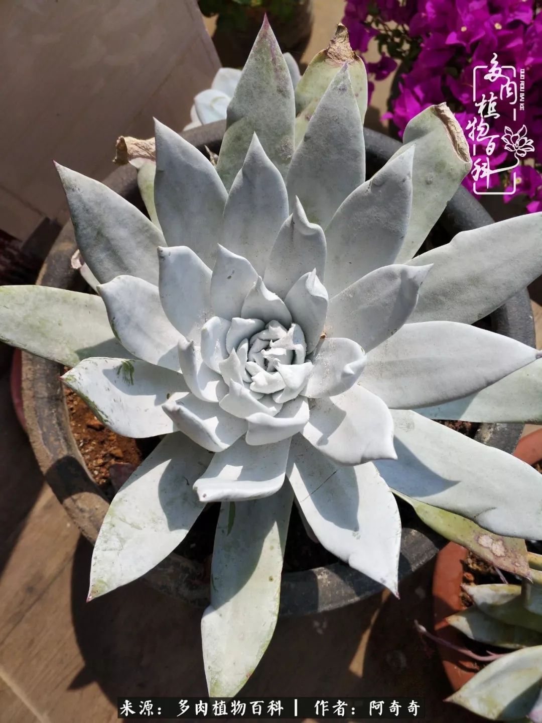 静心养多肉,只是为了在成人的世界里随波不逐流!