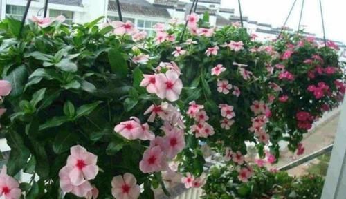 蝴蝶兰|居家就养此款花卉,丢到阳台,四季有花开,花香四溢飘满屋