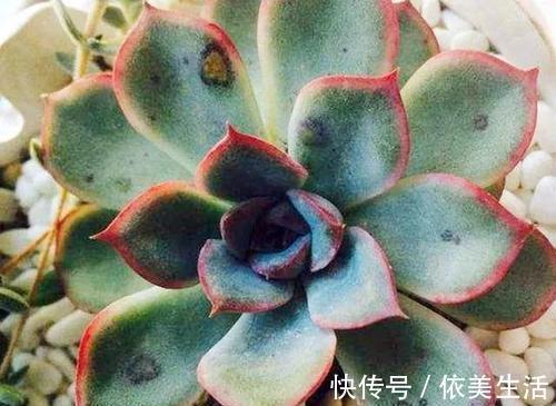 4种多肉植物，再便宜也别买，养一盆死一盆，浪费钱！
