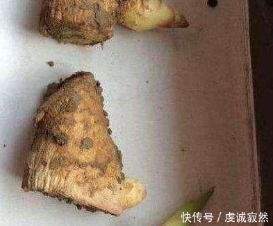 播种|“姜”丢进盆里就能活,开出漂亮“大花苞”,不仅好看、更好养