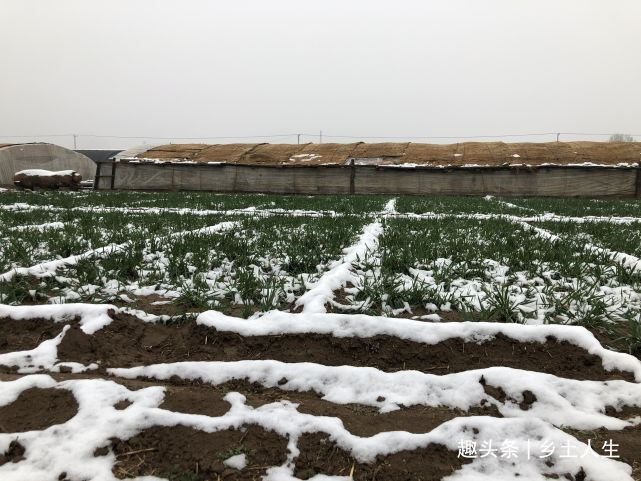 惊蛰将至,老话说寡年无春,惊蛰无雷,遍地