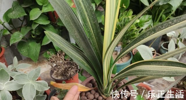 秋季|君子兰夏季“4怕”,避开就能根壮叶绿,秋季“猛”开花