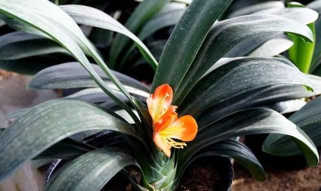 君子兰总是养不活往花盆里加点“好东西”,让植物越长越茂盛