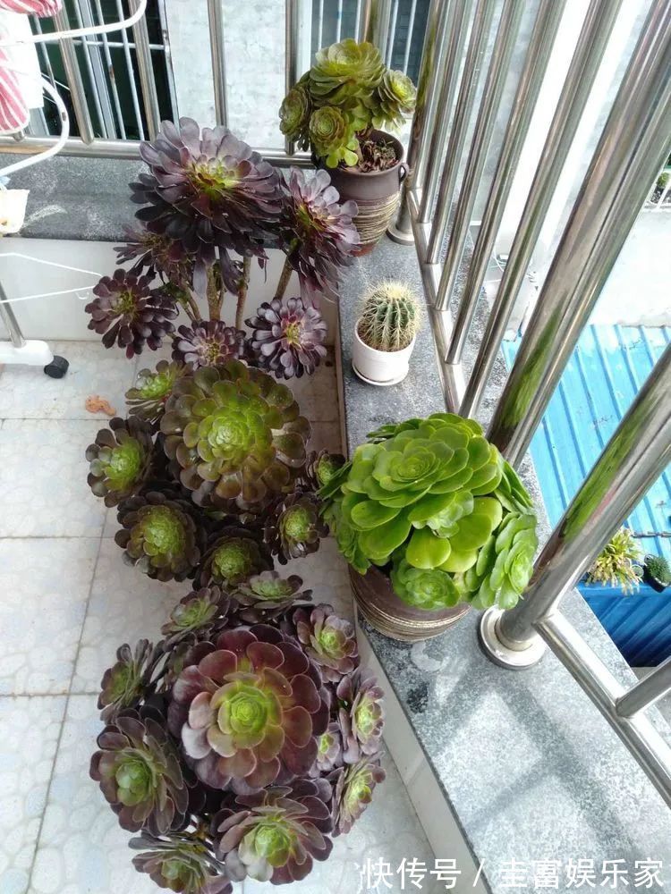 一直都养不活花,直到遇见了多肉!只要用心,就能变美!