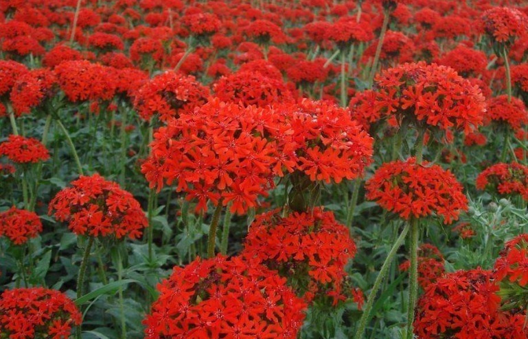 此花鲜艳而优雅,在阳光的照耀下显得更加显眼夺目,象征孤独的美