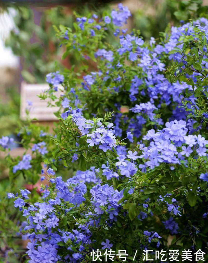 蓝雪花可以在室外过冬吗?做好“两步”,来年春天长势快花开爆