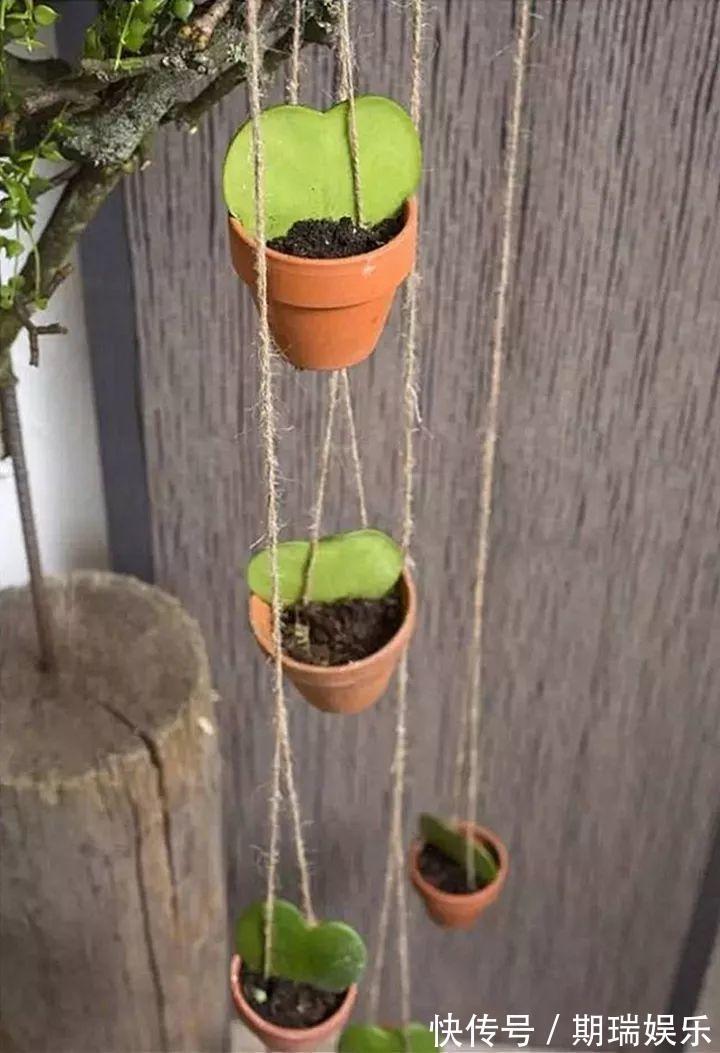 比绿萝还耐阴的花,养1盆能爬上房顶,开花比香水还香!