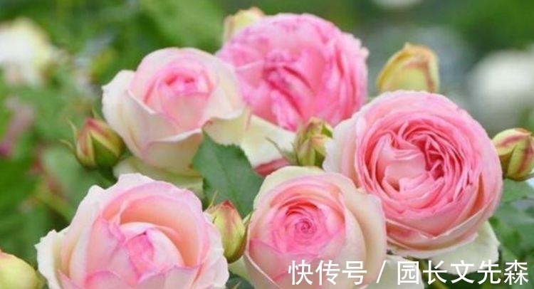 红外层|4种最漂亮的花,春天必须来一盆,个个开花大、颜值高!