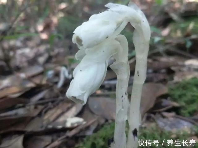 有些花名字太奇葩，叫出口太尴尬，开花却很美！