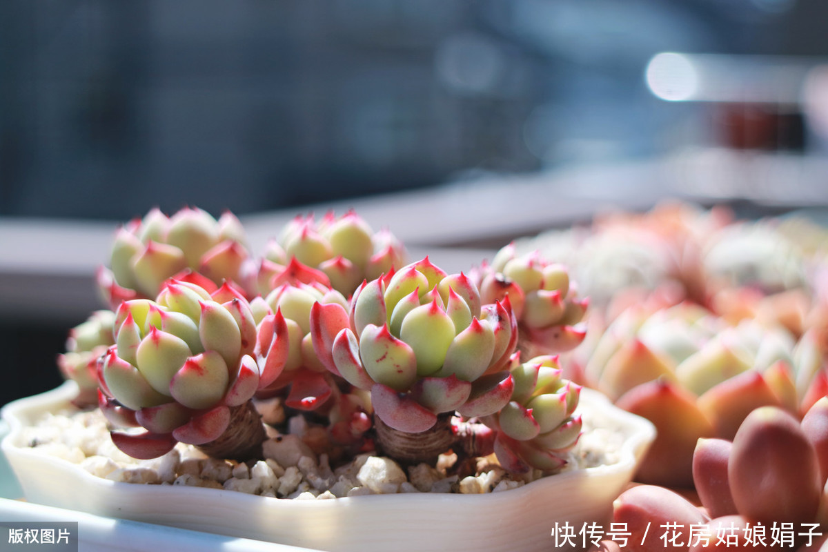 养殖|多肉的专业术语有哪些?学会这些多肉术语,你也可以小装一下