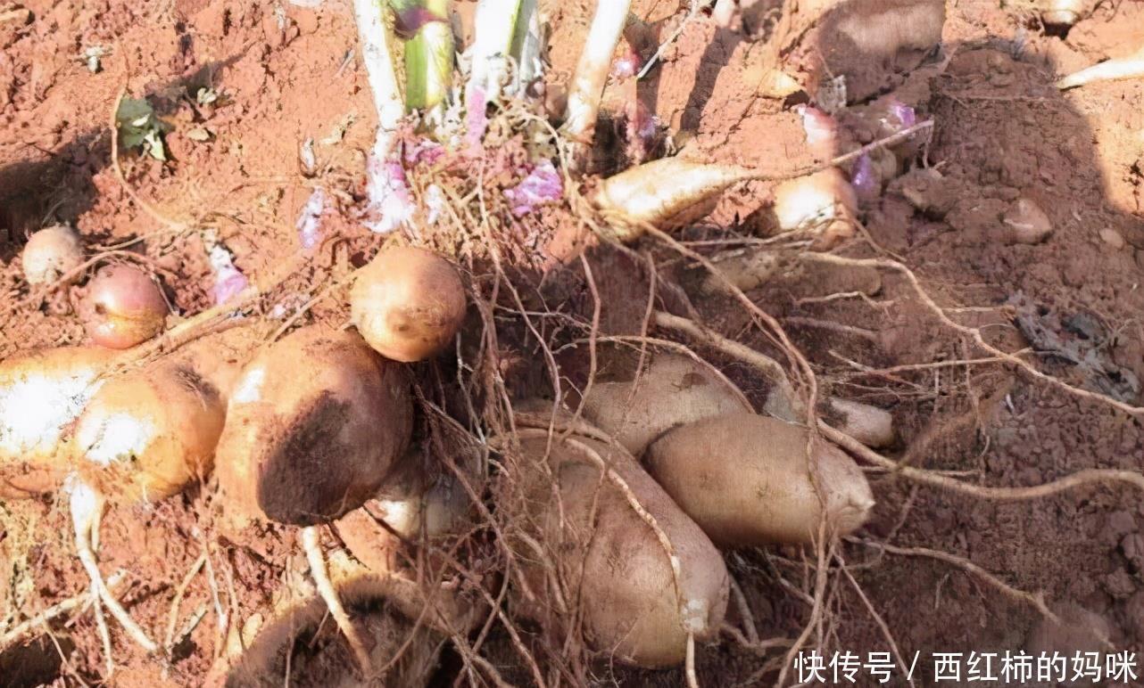 减肥瘦身|女性想要身体好，多吃3种食物，排毒养颜，减肥瘦身，越活越年轻