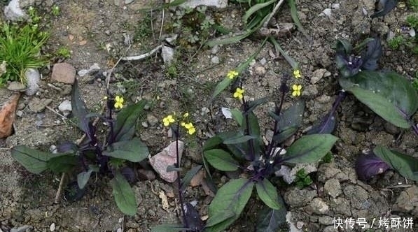 紫菜薹|十个人九个腰疼,常食此菜,腰不疼了,腿不酸了,不妨了解一下