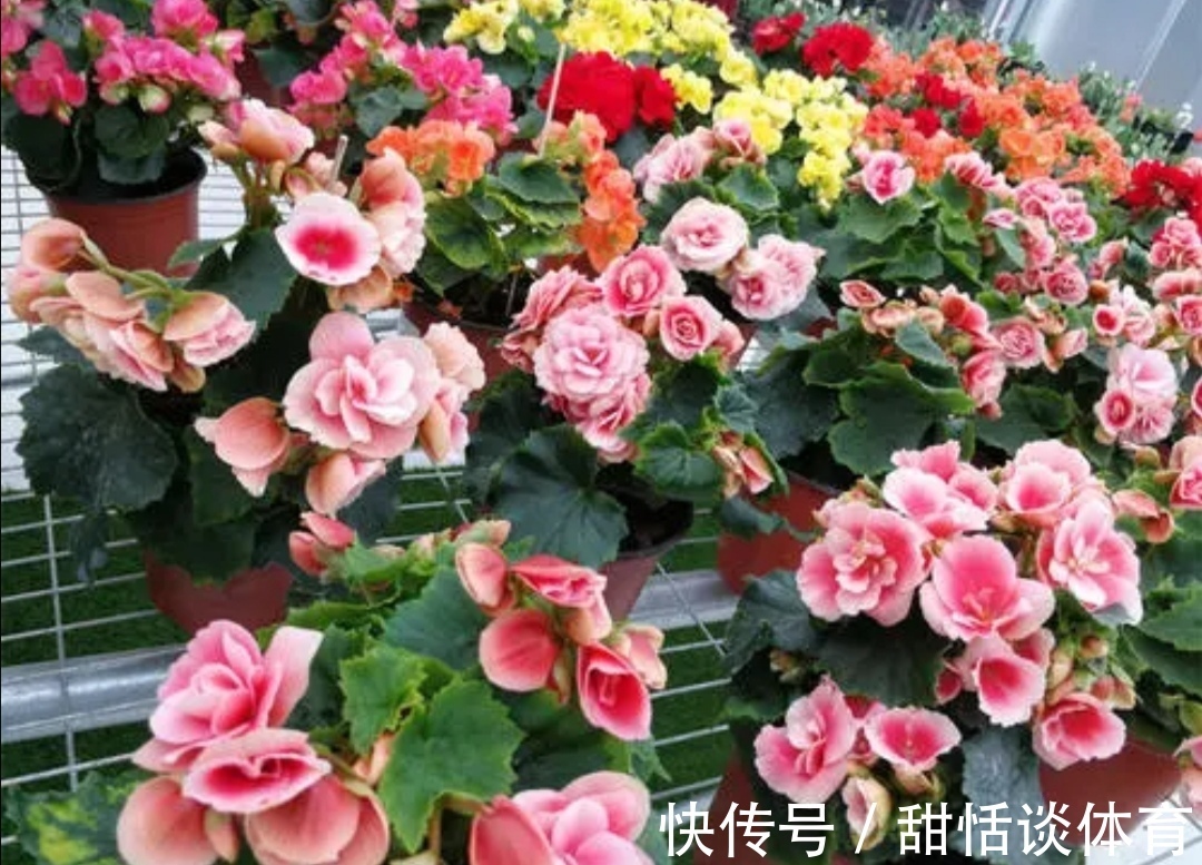 花苞|5种花，冬天也能开，摆在家里漂亮又养眼