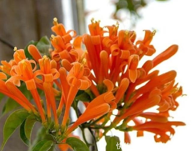 炮仗花,花开像炮仗,掌握盆栽造型技巧,轻松开爆盆