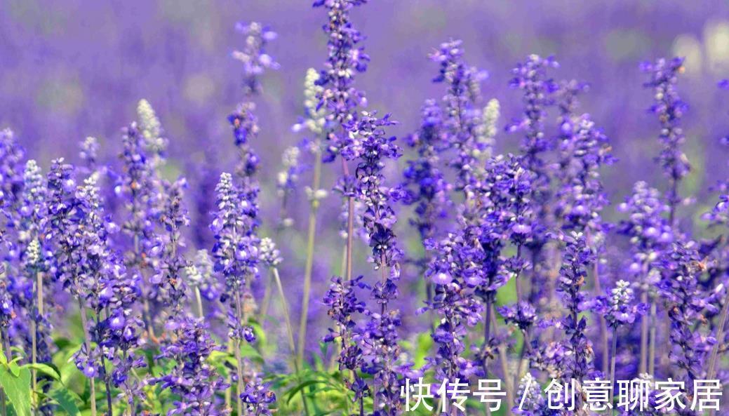 花海公园|打造花海很简单,种子撒下去就成,福州几个地方四季都是花海
