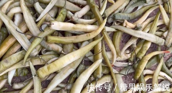 辣椒|它一年四季不贵，多买些晒一晒，密封一存，放2周再吃，太下饭了