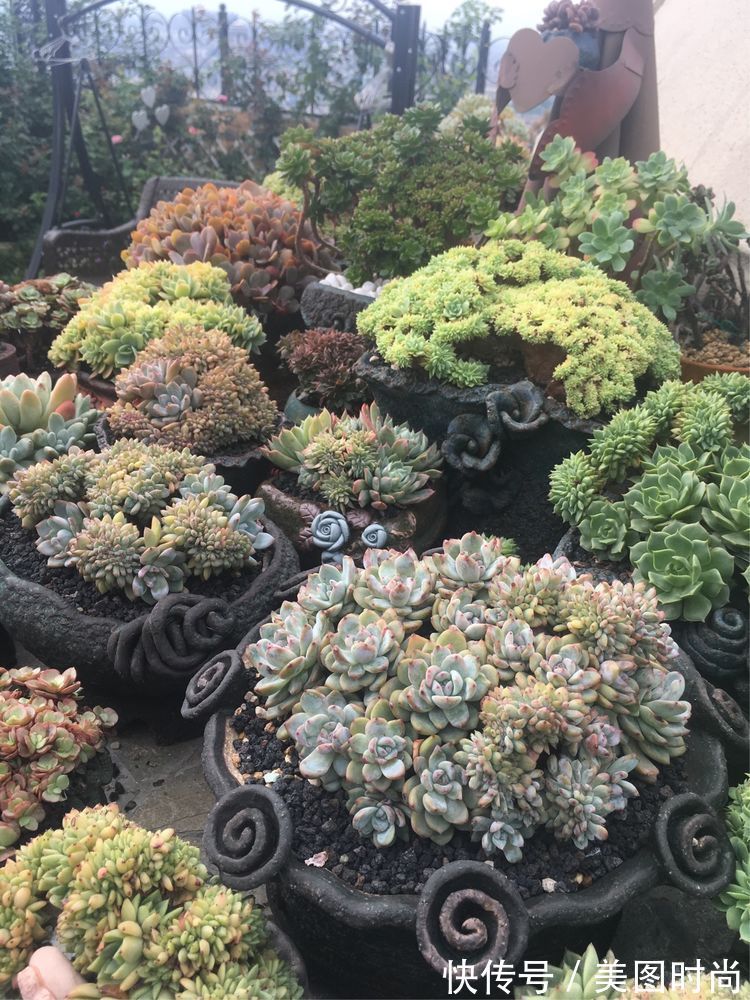 花草|历时一年，在31楼打造300㎡“屋顶花园”，如今美成了仙境