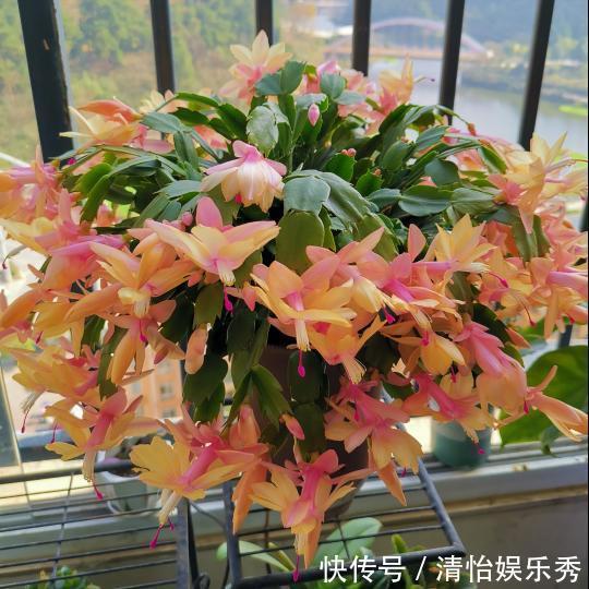 阳台上|10种“吉利花”,“穷养”才能长大,越挤越壮实,越大越“旺家”