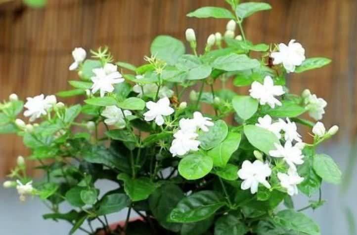 4种花很好养,耐热耐晒更耐旱,日子红火财运滚滚,好看极了