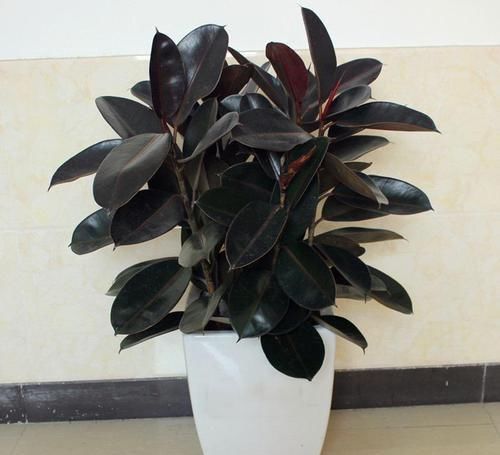 在家里养几种花草，净化空气给家人带来健康！