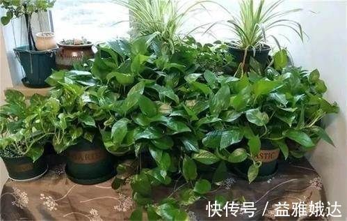 板结|养花要注意,这几种水不能浇花,不然黄叶又烂根!