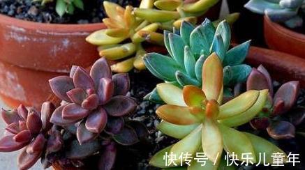 多肉总是烂根黑腐,教你4招小技巧,再也不用担心养多肉了