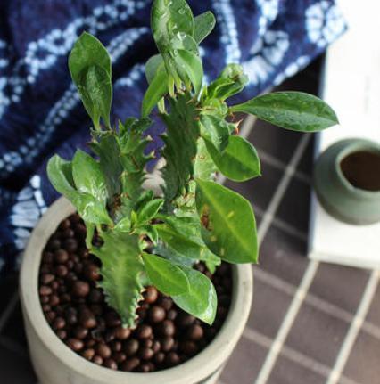 客厅|客厅盆栽选什么植物?不如栽种2款花,长得丑、易爆盆