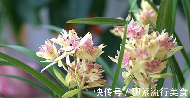 浓郁|建兰多瓣奇花“富山奇蝶”,花中带花,兰香浓郁,姿态优雅又好看!