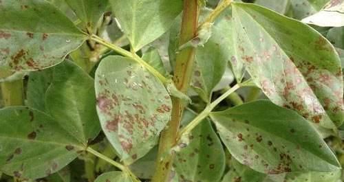 候我们|逛花市时,这4种“花”尽量不要买,因为在家里根本养不活