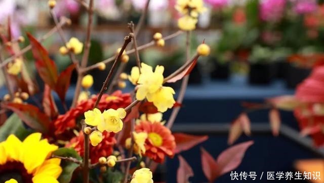 两种“花枝”很漂亮,花友很喜欢,一个水瓶就能养,花香四溢的!