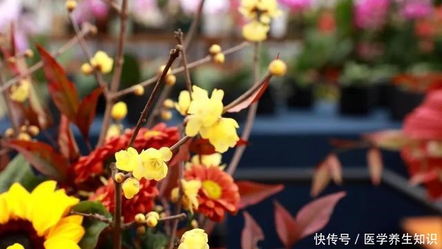 两种“花枝”很漂亮，花友很喜欢，一个水瓶就能养，花香四溢的！