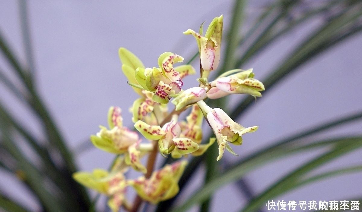 香蕉皮|肉根不发达,就要多施钾兰花根系不发达,常用3种天然钾肥