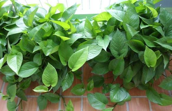 养殖花卉关键得选对花盆错了,会给植物带来3点''致命伤''