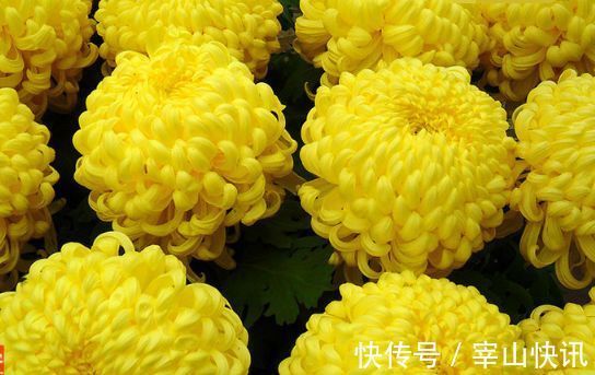 喜欢玫瑰,不如养盆“菊中珍品”国华黄越山,似金色芍药,金灿灿