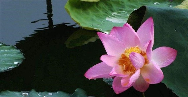 辛弃疾《卜算子荷花》占断人间六月凉,步步莲花是心苦