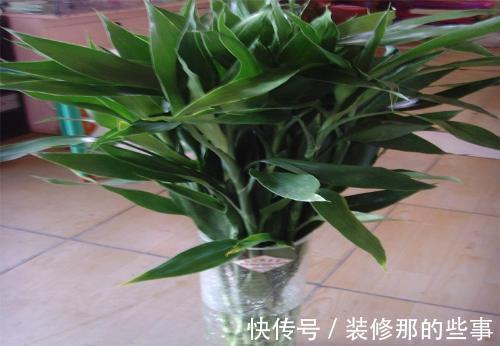 自来水|养花试试这款,加点它,有利于植物花卉的茎枝及花的生长