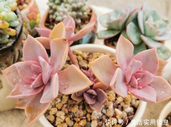 5种超级好养的多肉,如果初次接触多肉,建议不要错过!