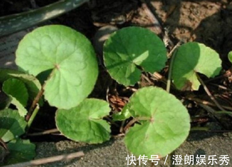 滋补|农村此药草号称解毒王,被很多人当是野草,男女老少滋补养身