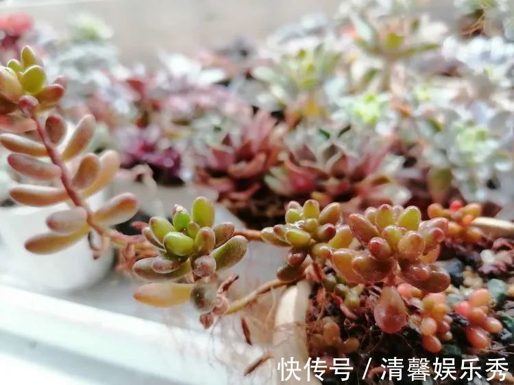 90后川妹子的“丑肉”逆袭记!时光不弃,多肉常在!